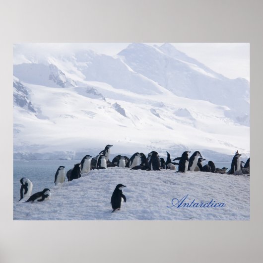 Poster Antarctique (Devant)