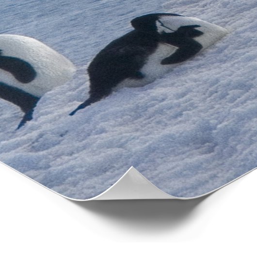 Poster Antarctique (Coin)