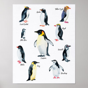 Poster " Antarctique : 2021/aujourd - PINGOUIN Spp.