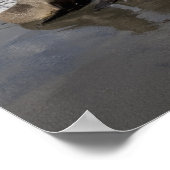 Poster Antarctique, île de Géorgie du Sud (UK), Antarctiq (Coin)