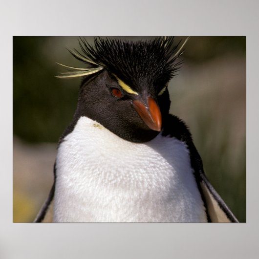 Poster Antarctique, îles subantarctiques, Sud 5 (Devant)