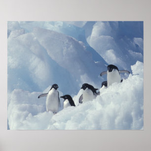 Poster Antarctique. Manchots Adélie