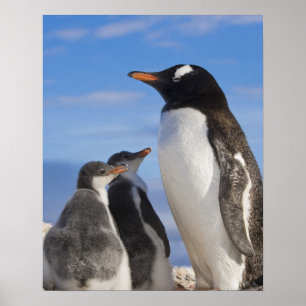 Poster Antarctique, Neko Cove (Port). Pingouin Gentoo 2