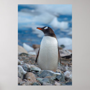 Poster Antarctique. Neko Harbor. Manchot papou