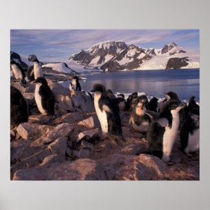Poster Antarctique, poussins de manchots Adélie