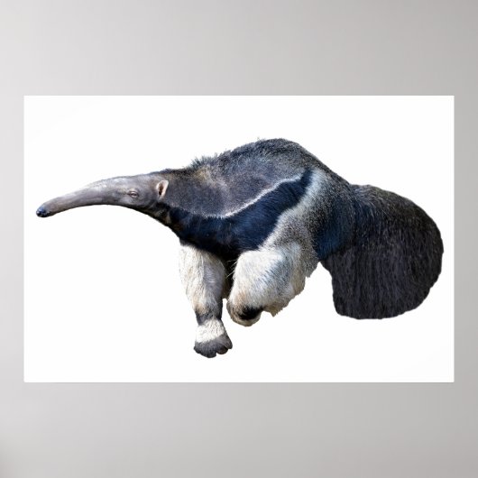 Poster Anteater géant isolé marche Carte postale T-shirt (Devant)