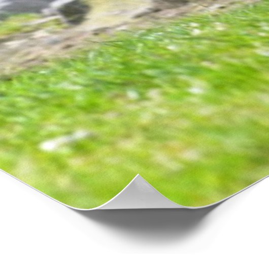 Poster Anteater géant marchant sur l'herbe (Coin)