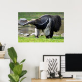 Poster Anteater géant marchant sur l'herbe (Bureau à domicile)
