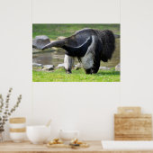 Poster Anteater géant marchant sur l'herbe (Cuisine)