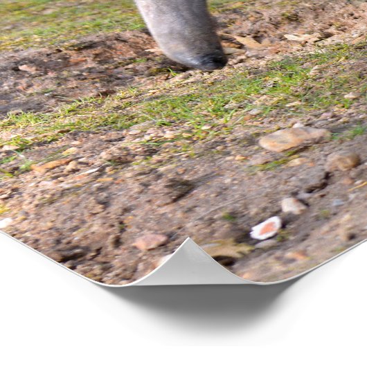 Poster Anteater géant marchant sur l'herbe (Coin)