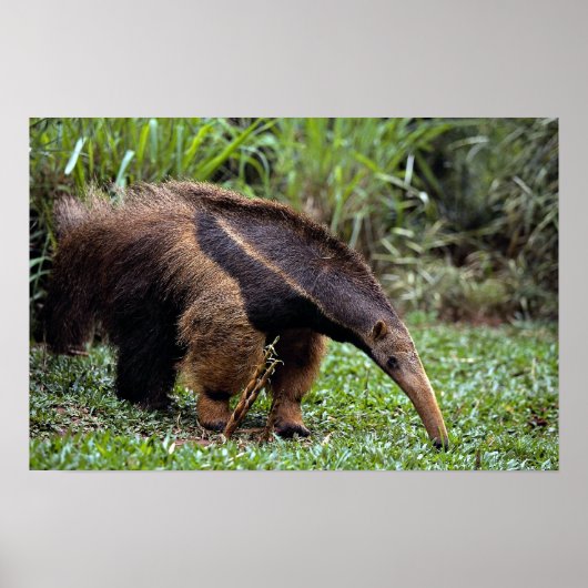 Poster Anteater géant (Myrmecophaga tridactyla) (Devant)