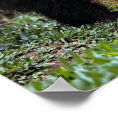 Poster Anteater géant (Myrmecophaga tridactyla) (Coin)