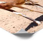 Poster Antelope blesbok (Coin)