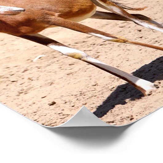 Poster Antelope blesbok (Coin)