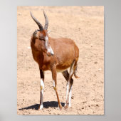 Poster Antelope blesbok (Devant)