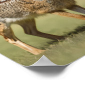 Poster Antelope Jackrabbit debout sur l'herbe (Coin)