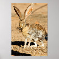 Antelope portrait de lapin, Arizona