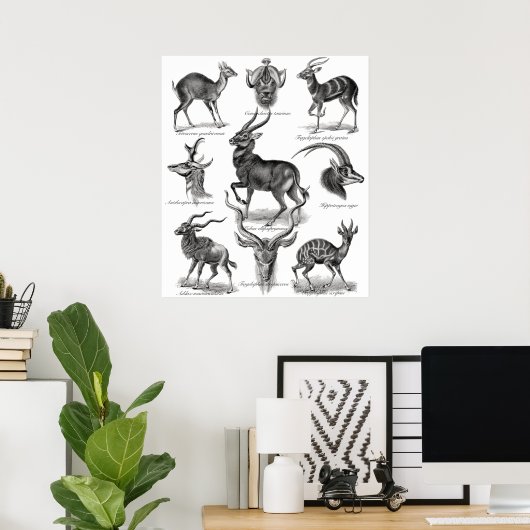 Poster Antelopes (Bureau à domicile)