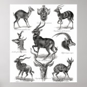 Poster Antelopes (Devant)