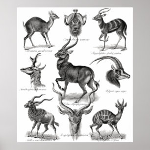 Poster Antelopes