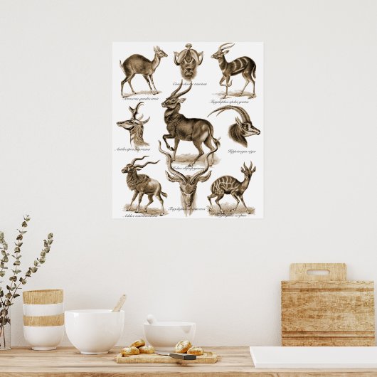 Poster Antelopes (Cuisine)