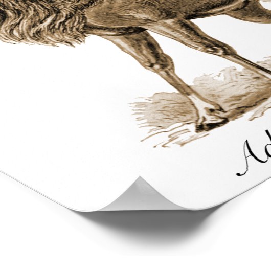 Poster Antelopes (Coin)