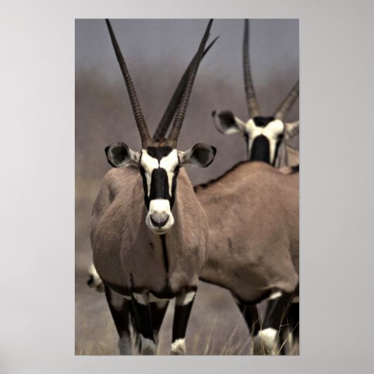 Poster Antenne d'Oryx (Devant)