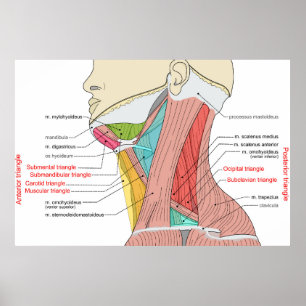 Poster Antérieur Triangle supérieur Triangle cou Muscles