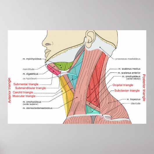 Poster Antérieur Triangle supérieur Triangle cou Muscles  (Devant)