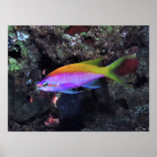 Poster Anthia (Devant)