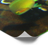 Poster Anthias Reef (Coin)