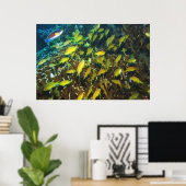 Poster Anthias Reef (Bureau à domicile)