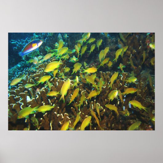 Poster Anthias Reef (Devant)