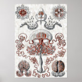 Poster Anthomedusae (Devant)