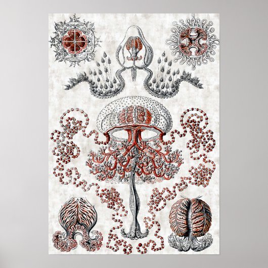 Poster Anthomedusae (Devant)