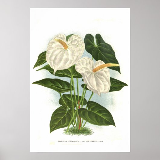 Poster Anthurium andréanum (Devant)