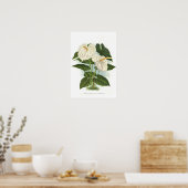 Poster Anthurium andréanum (Cuisine)