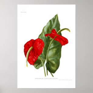 Poster Anthurium atrosanguineum