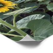 Poster anticipation (Coin)