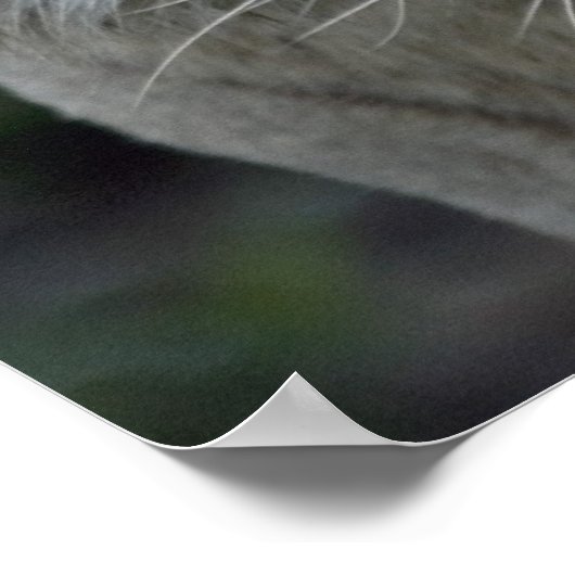 Poster Anticipation (Coin)