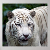 Poster Anticipation (Devant)