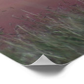 Poster Antilope d'Amérique A24 (Coin)