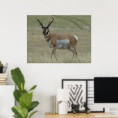 Poster Antilope d'Amérique A33 Cornes torses (Bureau à domicile)