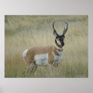 Poster Antilope d'Amérique A8 Grand Buck