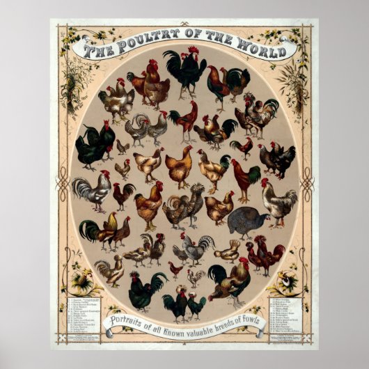Poster Antique 1868 Volaille Du Monde (Devant)
