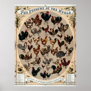 Poster Antique 1868 Volaille du monde