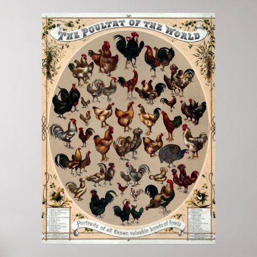 Poster Antique 1868 Volaille du monde (Devant)