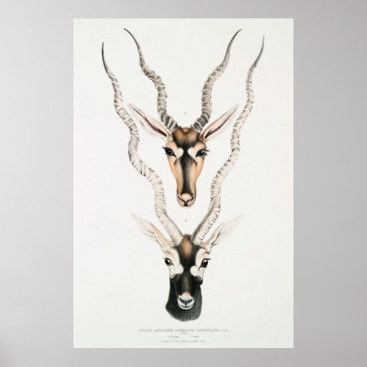 Poster Antique Afrique Antelope Hornes Animal Vintage (Devant)
