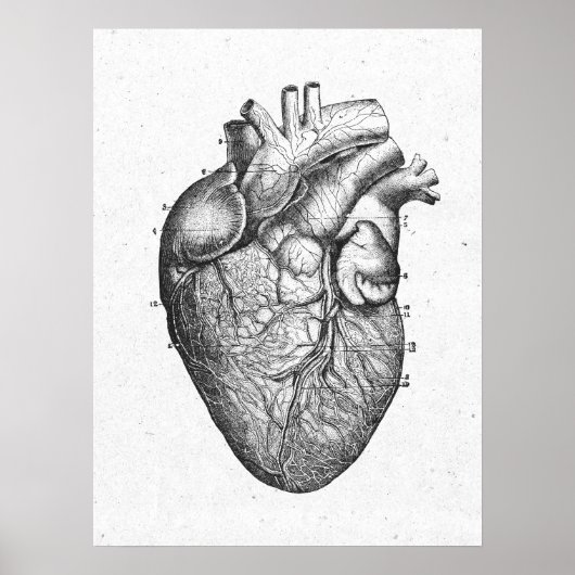 Poster Antique Anatomie Coeur Vintage (Devant)