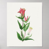Poster Antique Aquarelle Botanique Imprimer (Devant)